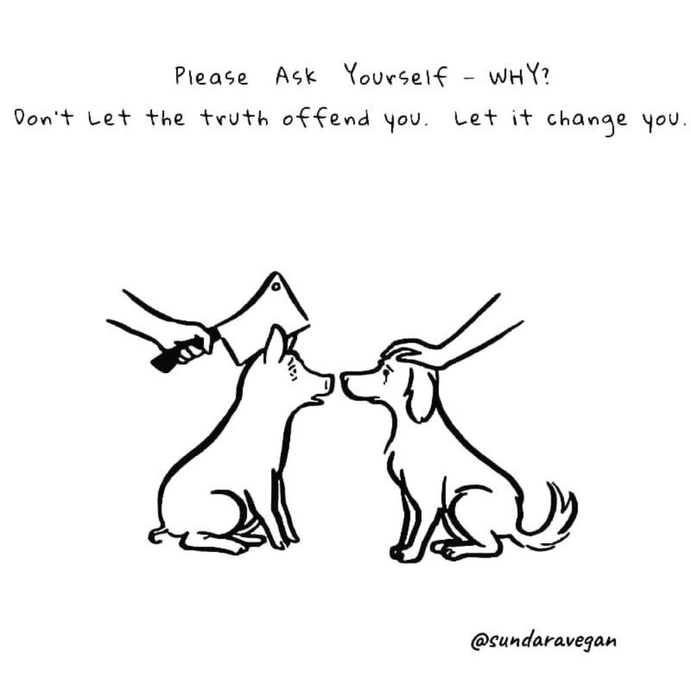 If we can live well without harming other living beings, why wouldn't we? - Picture 2 of 15